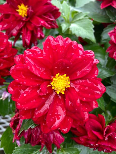 istock Wet red Dahlia flowers up close 1491678603