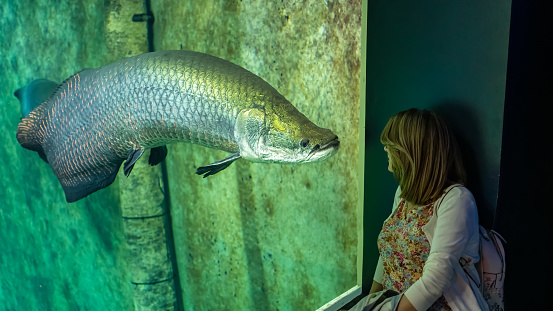 Huge catfish silurus in fish tank looking at a tourist woman who looks at him admiring his size