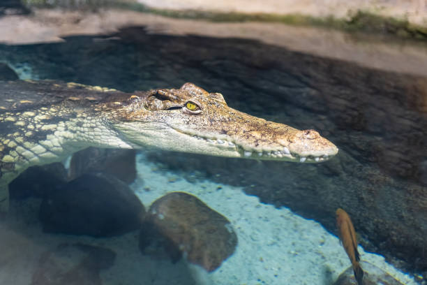 крокодил плавает в искусственном бассейне аквариума, где он огорожен. - living organism process horizontal close up underwater стоковые фото и изображения