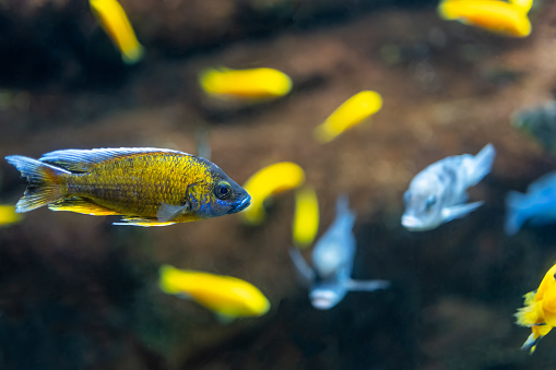 Two Freshwater aquarium fish yellow and red. Black tetra, Gymnocorymbus ternetzi in the pond