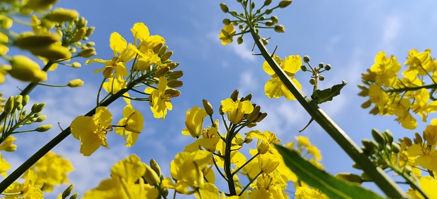 Looking up through the rapeseed to the blue sky