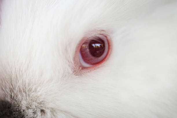 istock close-up. the red eye of small white rabbit. 1491683498