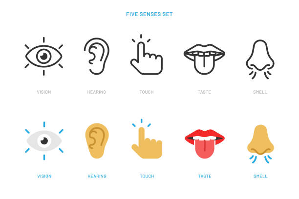 sinnes-icon-set. senses icons linie und flaches stil-vektordesign auf weißem hintergrund. - ohr stock-grafiken, -clipart, -cartoons und -symbole