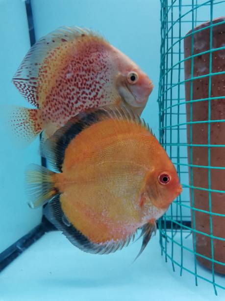 Fresh Baby Discus 80+ Discus Fish Young Stock Photos, Pictures & Royalty-Free Images - iStock