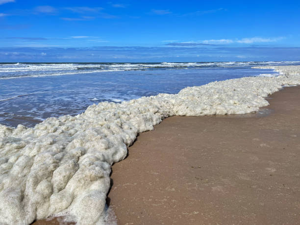 North Sea beach with algal bloom North Sea beach in Middelkerke, a coastal community in West Flanders in Belgium. algal bloom stock pictures, royalty-free photos & images