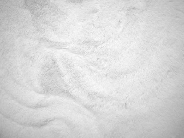 istock White clean wool texture background. light natural sheep wool. white seamless cotton. texture of fluffy fur for designers. close-up fragment white wool carpet.. 1491686350