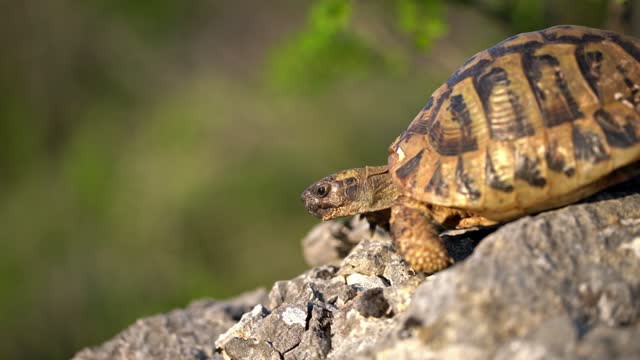 Wild adult Mediterranean tortoise