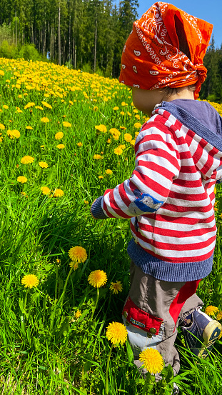 A small child 2-3 years old walks in the mountains on a bright green meadow with many yellow dandelions. Sunny summer day, family vacation