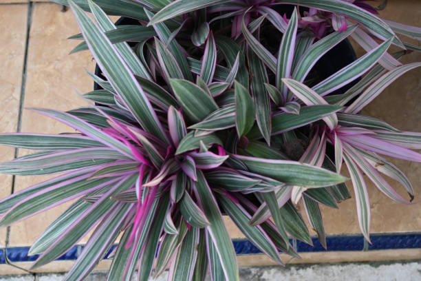 istock Tradescantia spathacea or Rhoeo discolor 1491686880