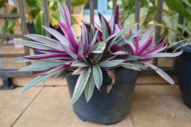 istock Tradescantia spathacea or Rhoeo discolor 1491687595