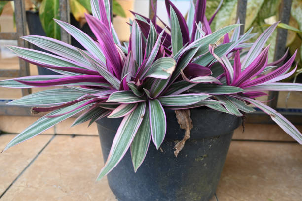 istock Tradescantia spathacea or Rhoeo discolor 1491687599