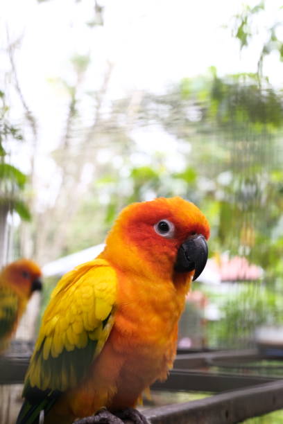 istock Kakatua is a wildlife bird 1491688139