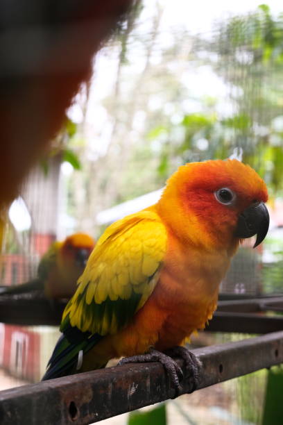 istock Kakatua is a wildlife bird 1491688161