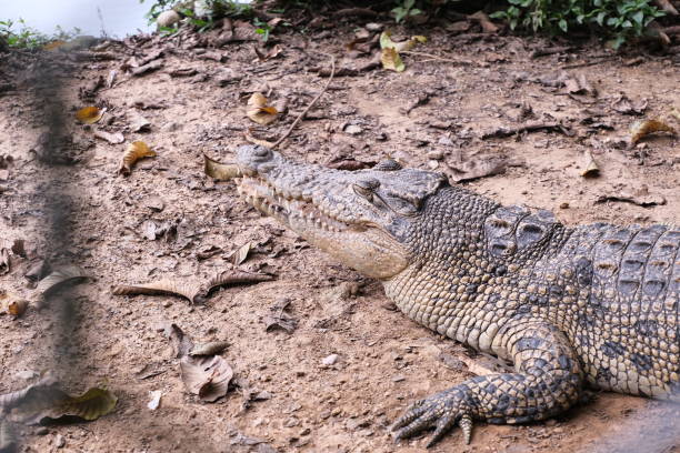 istock A crocodile is waiting for its prey 1491689818