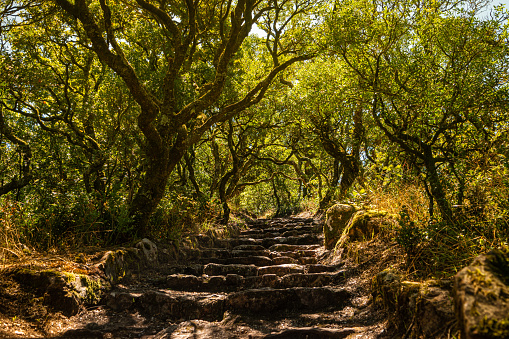 Way to the cross, via crucis, trail on ancient forest of Bussaco, in Luso, Mealhada, Aveiro in Portugal.