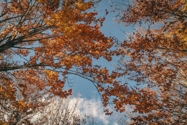 istock Sao Lourenco Beech Tree Forest, pathway leaves fall in ground landscape on autumnal background in November, Manteigas, Serra da Estrela, Portugal. 1491691303