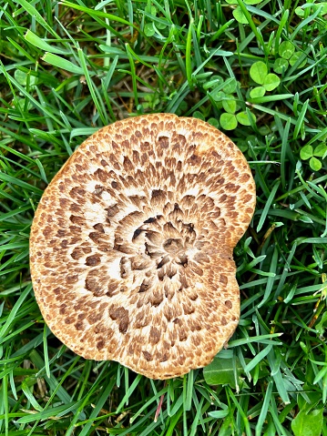 Dryad Saddle Mushroom against a green grass background