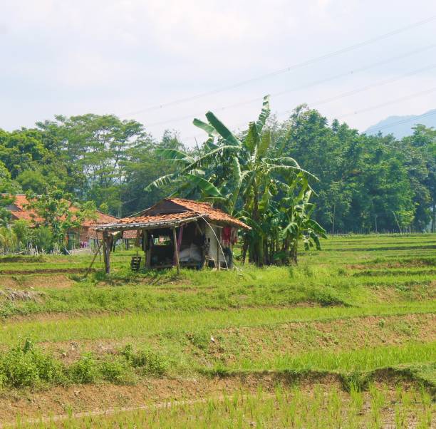 istock Beautyful views of rice fields, mountains, trees and sky 1491694234