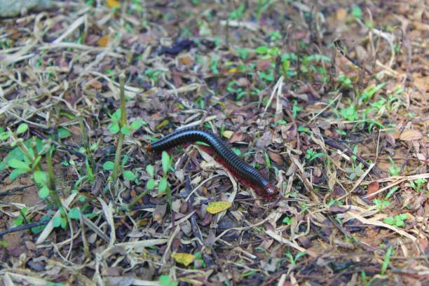 istock Millipede caterpillar walking on the ground 1491695464