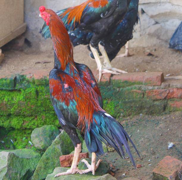 istock Rooster looking for food in the yard 1491695486