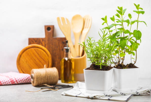 istock Assorted fresh herbs growing in pots against the backdrop of a kitchen interior. Green basil, mint. oregano, thyme and rosemary. Mixed fresh aromatic herbs in pots.Set of culinary herbs.Copy space. 1491695729