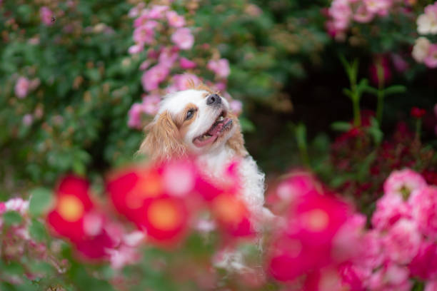 istock Cavaliers having fun in the rose garden 1491695737