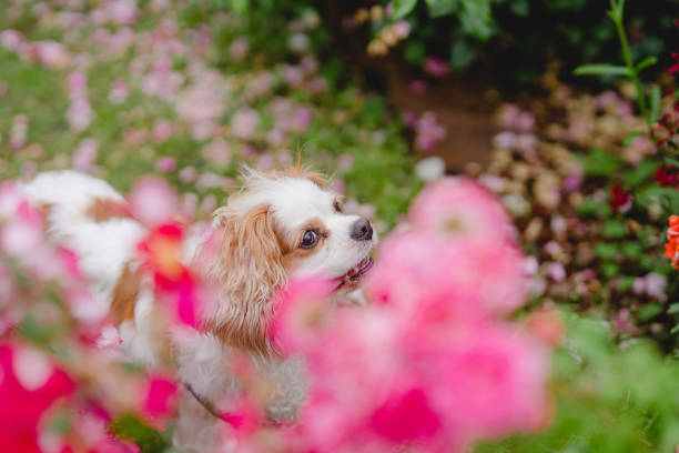 istock Cavaliers having fun in the rose garden 1491695762