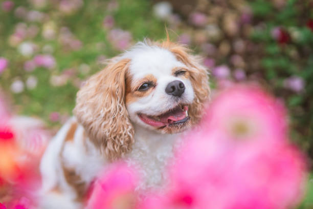 istock Cavaliers having fun in the rose garden 1491695774