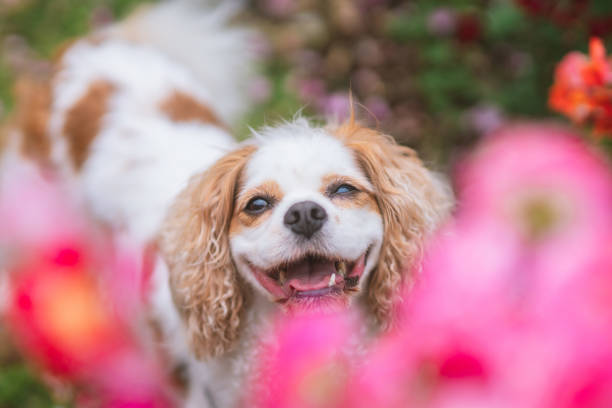 istock Cavaliers having fun in the rose garden 1491695775