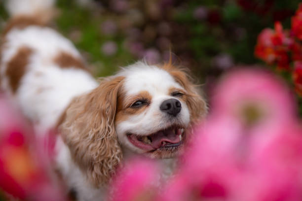 istock Cavaliers having fun in the rose garden 1491695779
