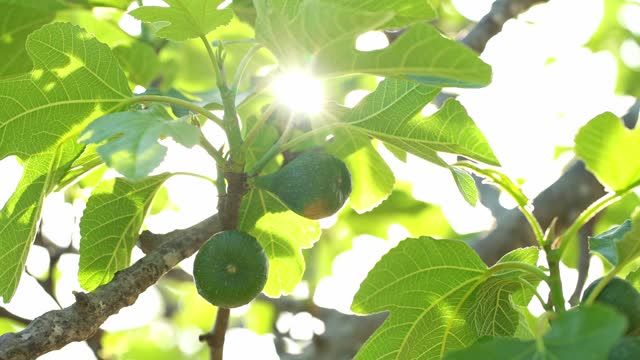 Green figs and young shoots on a fig tree in summer sunlight