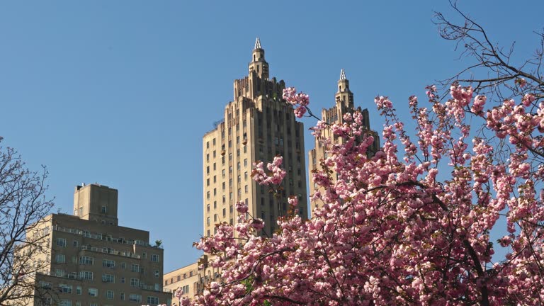 The breathtaking sight of sakura blooms adorning New York's Central Park