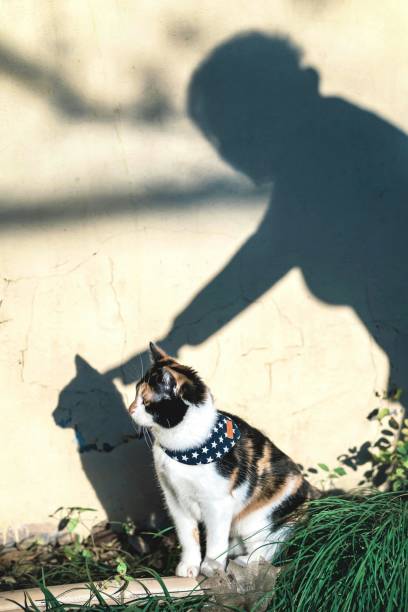 istock The silhouette that touched the cat 1491697356