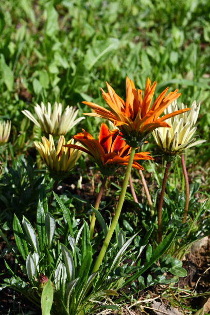 istock Flowers of Gazania 1491698751