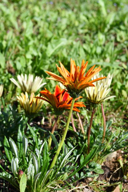 istock Flowers of Gazania 1491698807