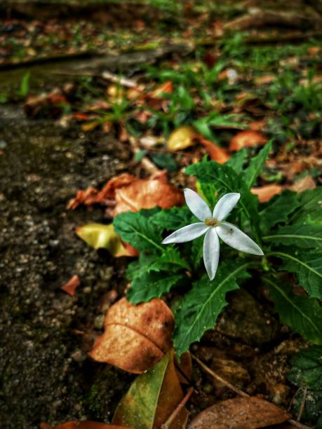 Defocused abstract background of a white flower.