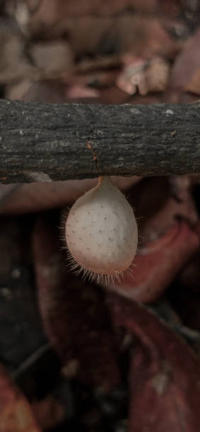 Young cup fungi