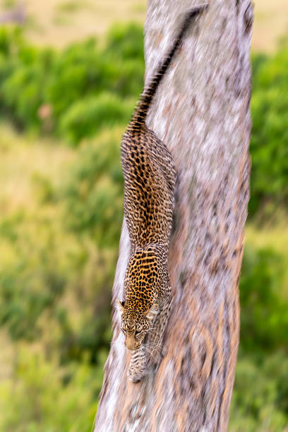Leopard Falling 50+ Leopard Climbing Down A Tree Stock Photos, Pictures & Royalty-Free ...