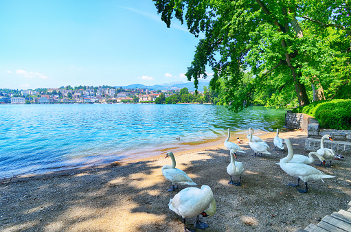 View of Swan on Lugano Lake, Switzerland
