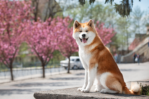 Portrait of akita dog outdoors
