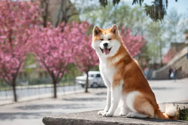 Portrait of akita inu on a pink background of a cherry blossom. Japanese Akita Dog Breed