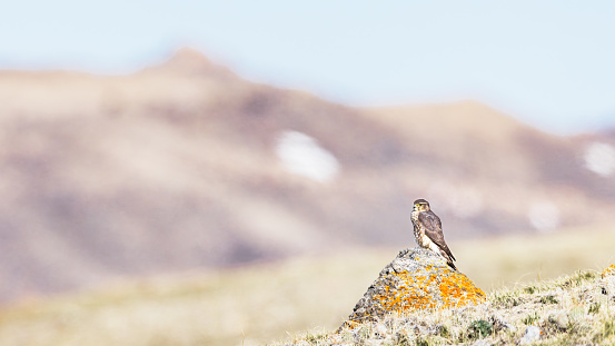 A Prairie Falcon perches in the Wyoming mountains