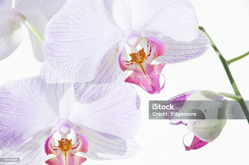 Rosa Orchideen auf Weiß - Lizenzfrei Einzelne Blume Stock-Foto
