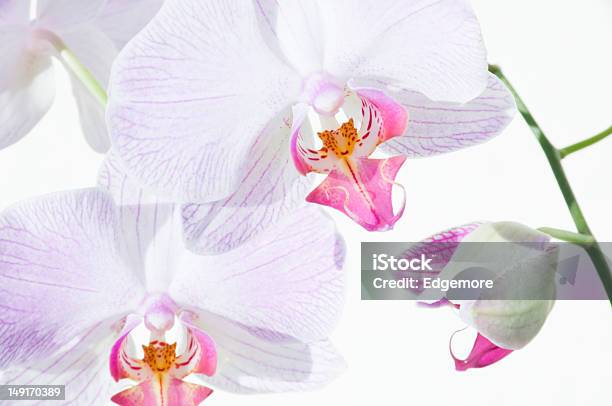 Foto de Corderosa E Orquídeas Em Branco e mais fotos de stock de Beleza natural - Natureza - Beleza natural - Natureza, Botão - Estágio de flora, Branco