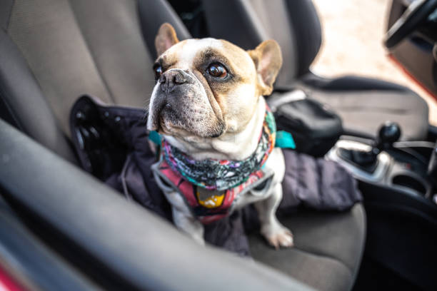 istock Pet dog on the seat car 1491706445