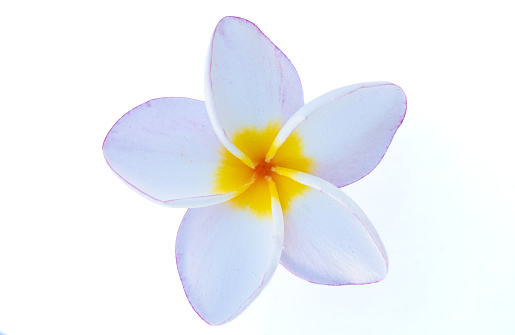 white frangipani flowers in the middle of yellow flowers  pink petal tip  frangipani pink pansy  It has a mild fragrance and is popular to decorate homes and gardens.