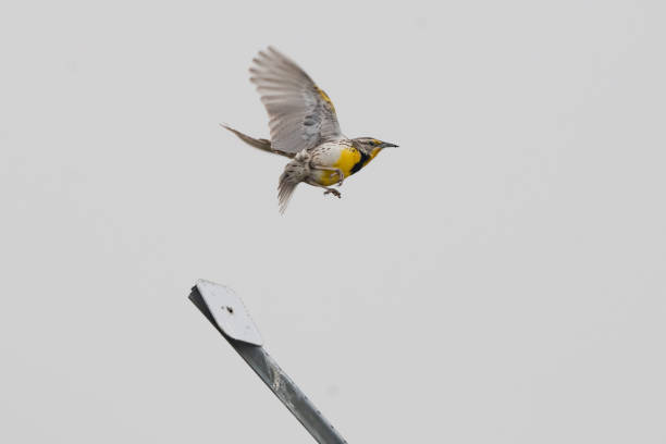 Western Meadowlark bird jumping from a post into flight singing all the way in central Montana in western USA of North America.