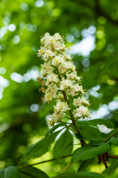 istock Blooming inflorescence of a horse chestnut tree (Aesculus hippocastanum) 1491709388