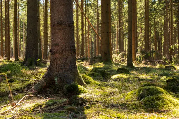 Beautiful light between the trunks of spruce and fir trees in a coniferous forest on the "Mörth" raised bog plateau near Schieder-Schwalenberg, Teutoburg Forest, Germany