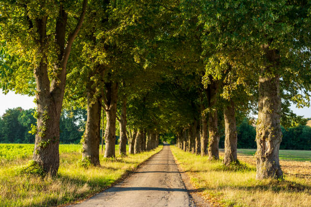 istock Country lane lined by old lime trees (Tilia) 1491709415